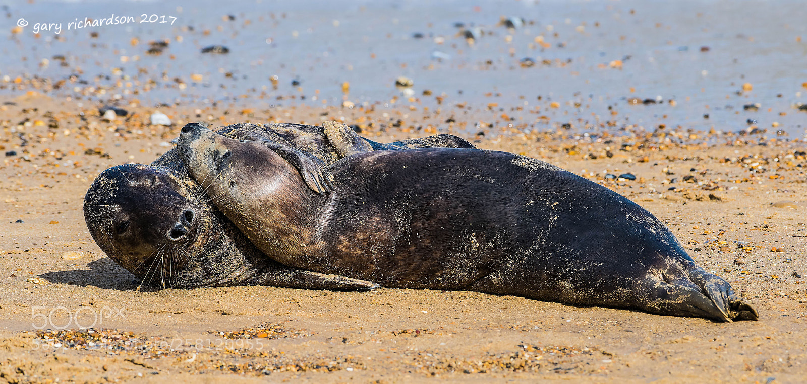 Nikon D810 sample photo. Grey seal photography