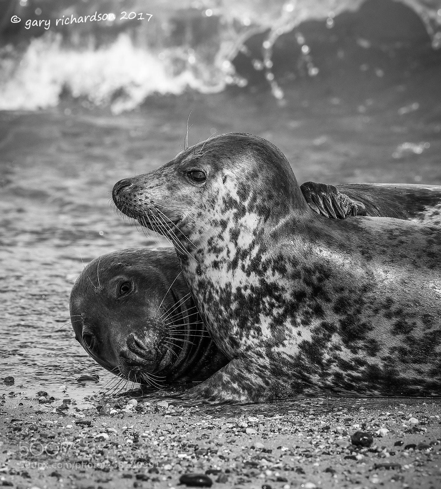 Nikon D810 sample photo. Grey seal photography