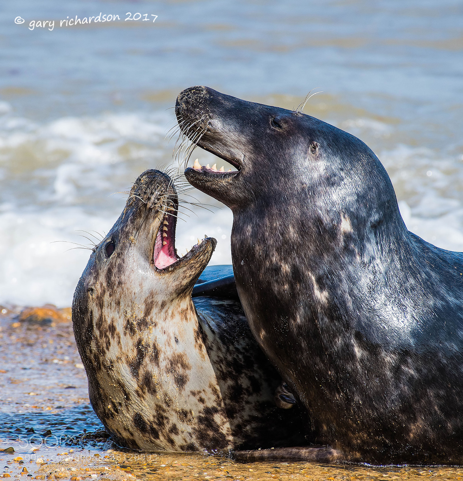 Nikon D810 sample photo. Grey seal photography