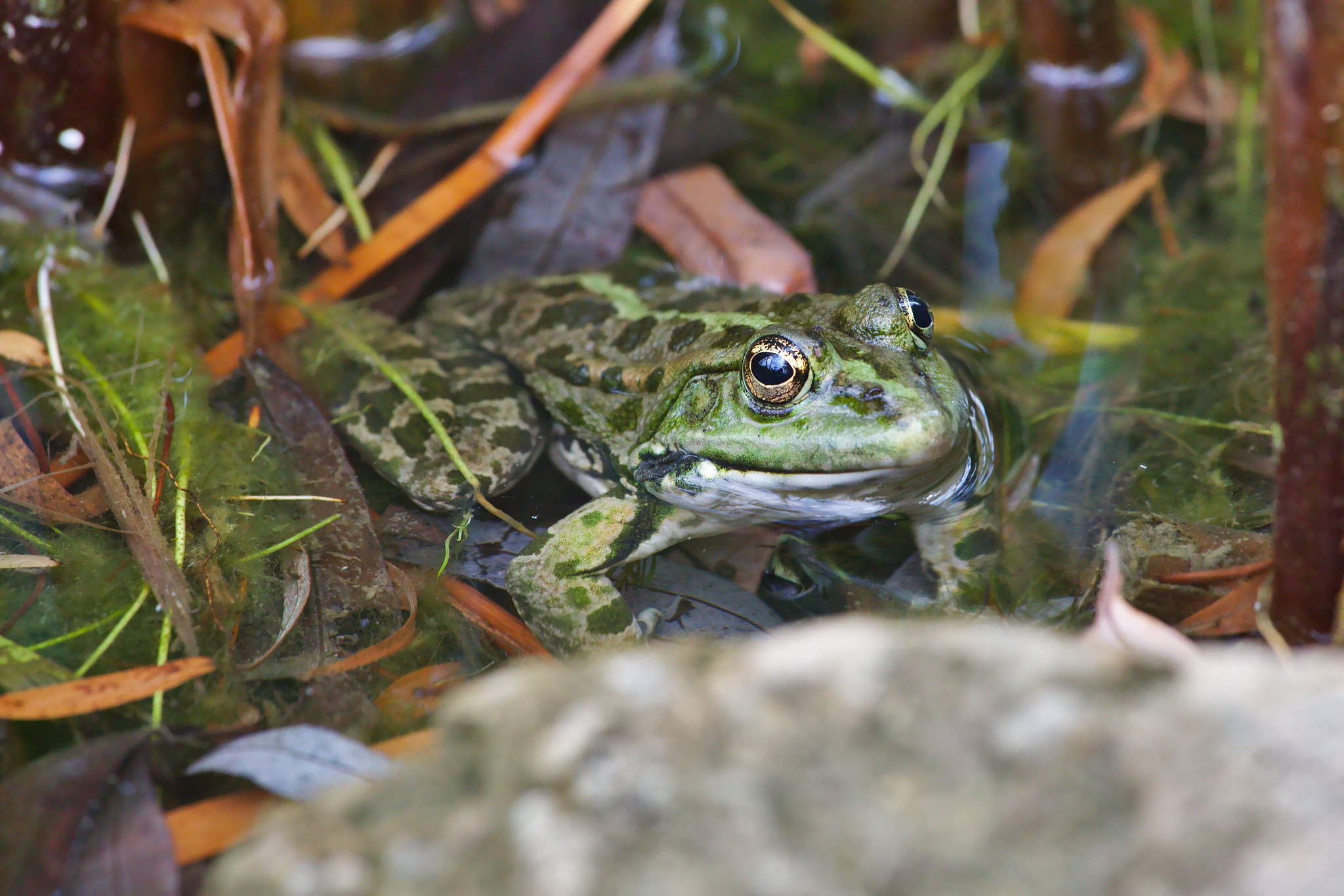 Canon EF 70-200mm F4L IS USM sample photo. The frog photography