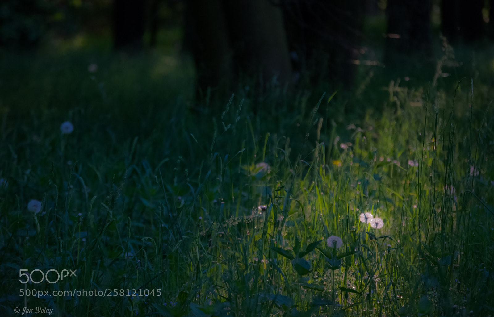 Nikon D3300 sample photo. Forest impression photography