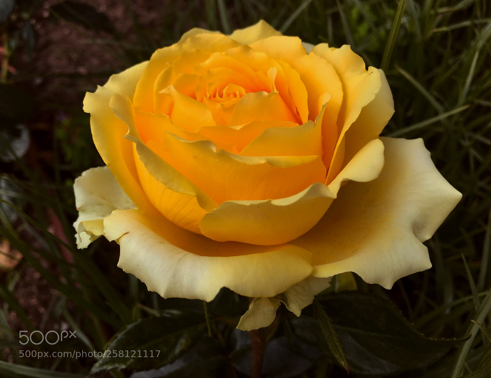 Apple iPhone 6s Plus sample photo. Rosa photography