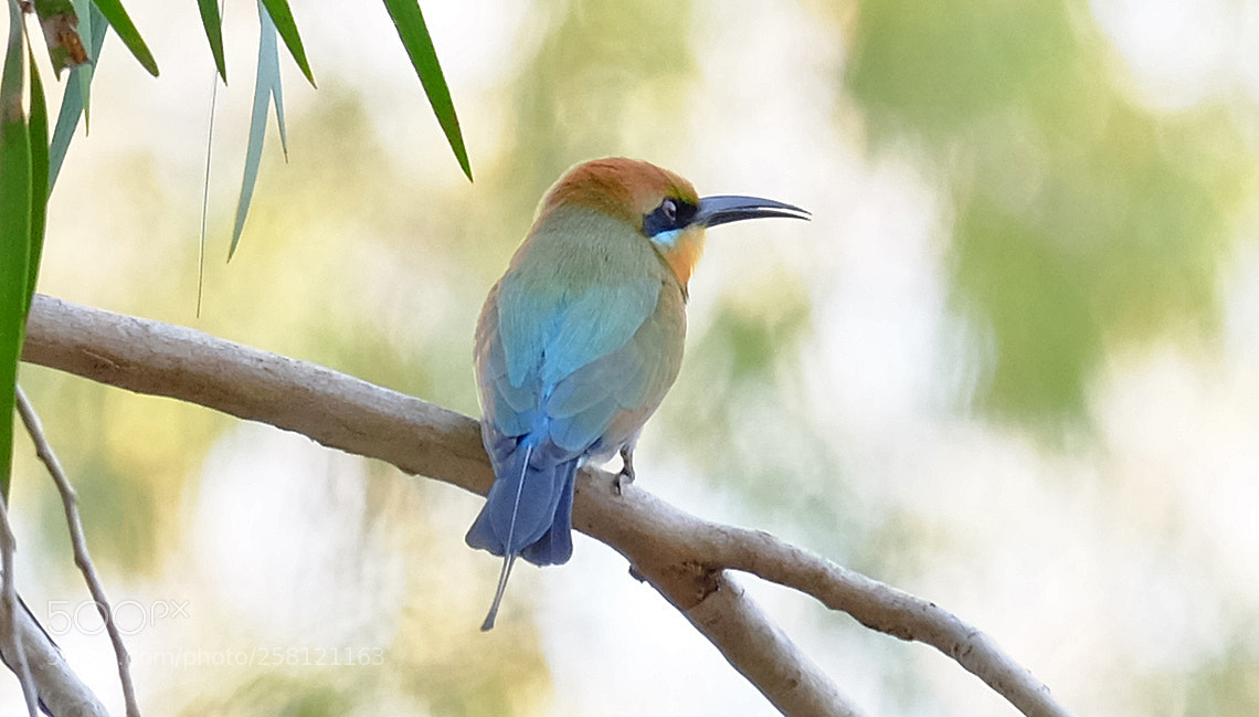 Fujifilm X-T1 sample photo. Rainbow honeyeater photography