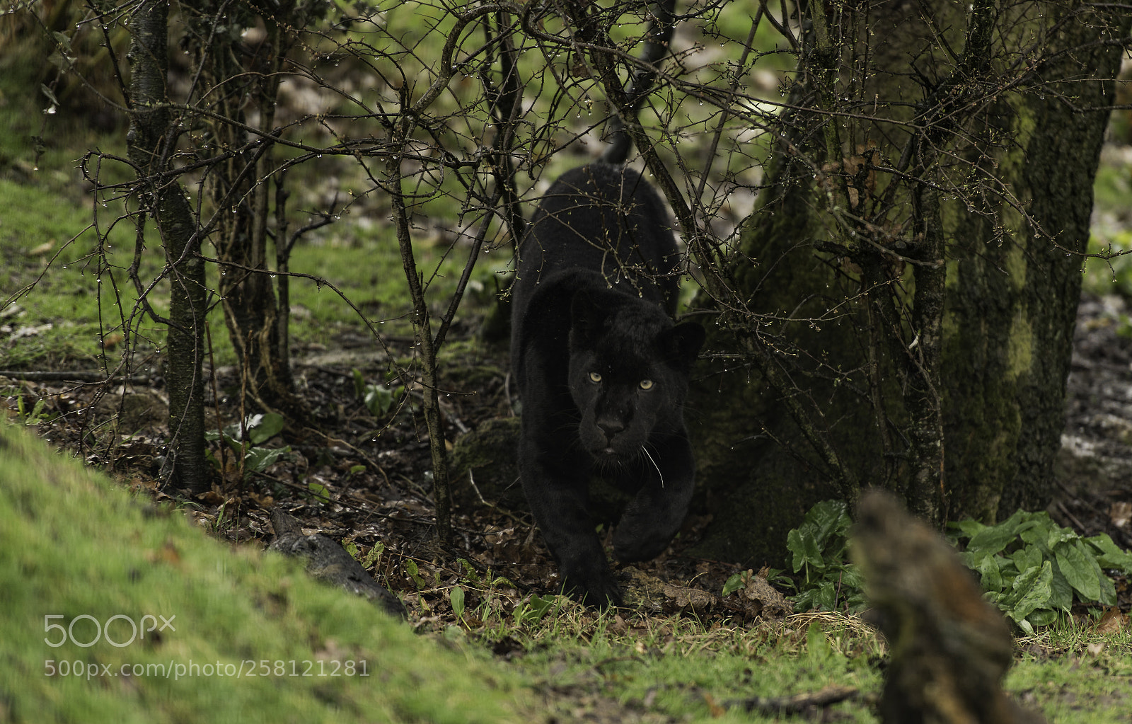 Nikon D5 sample photo. Black jaguar series photography
