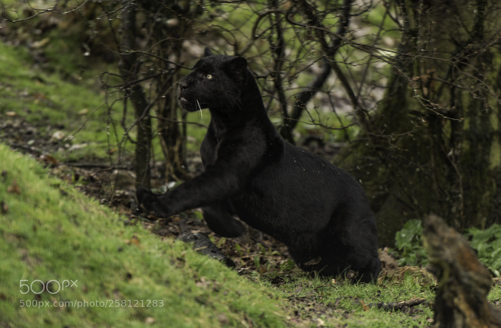 Nikon D5 sample photo. Black jaguar series photography