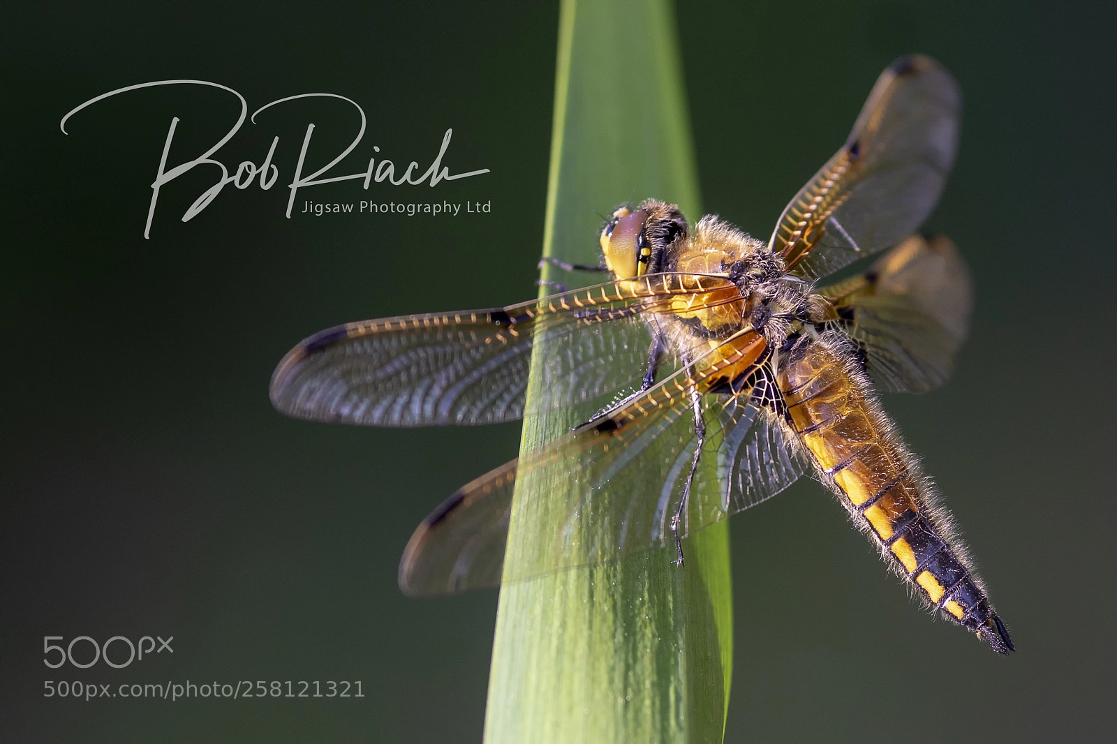 Sony ILCA-77M2 sample photo. Untitled photography