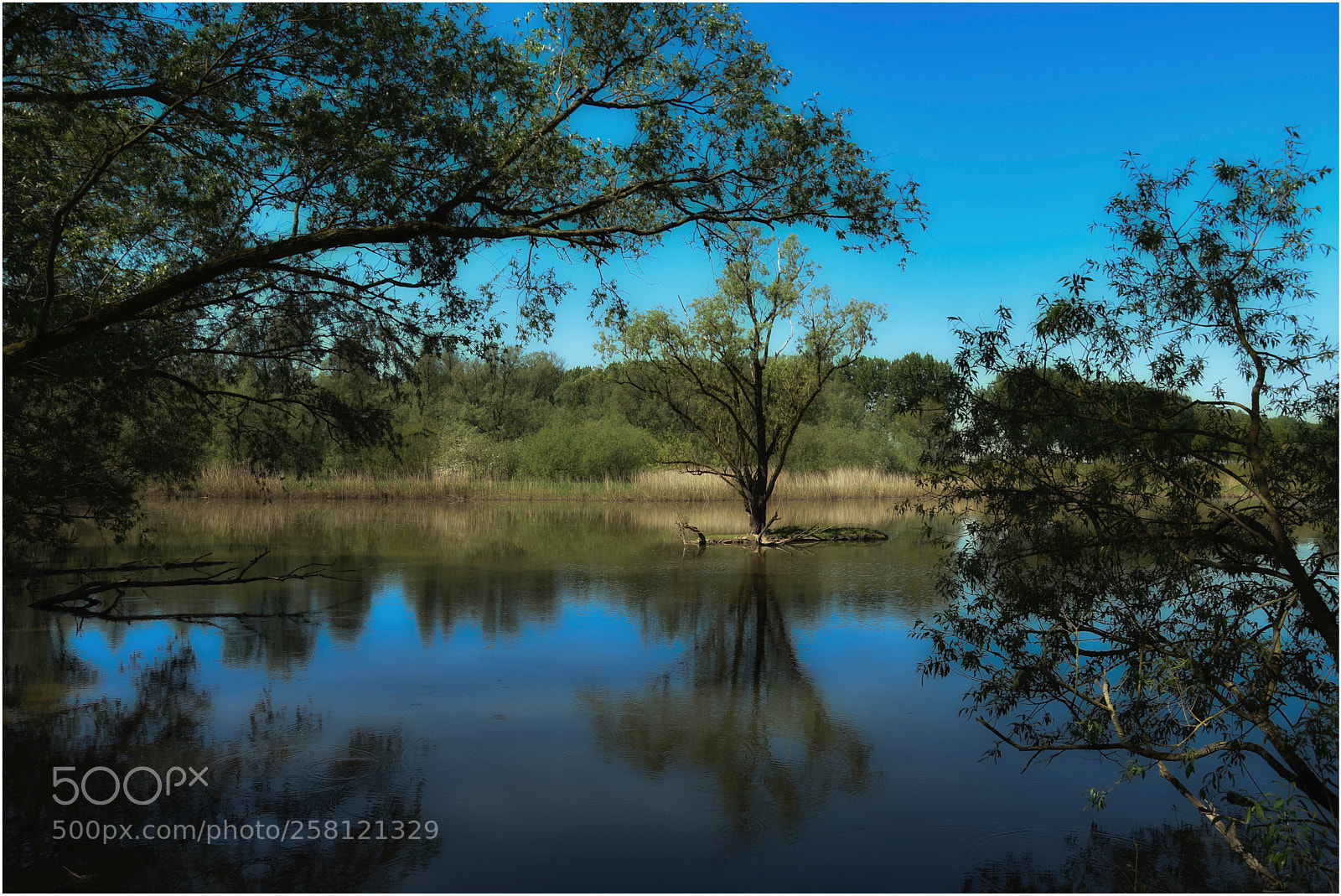 Nikon D3400 sample photo. Dordtse biesbosch photography