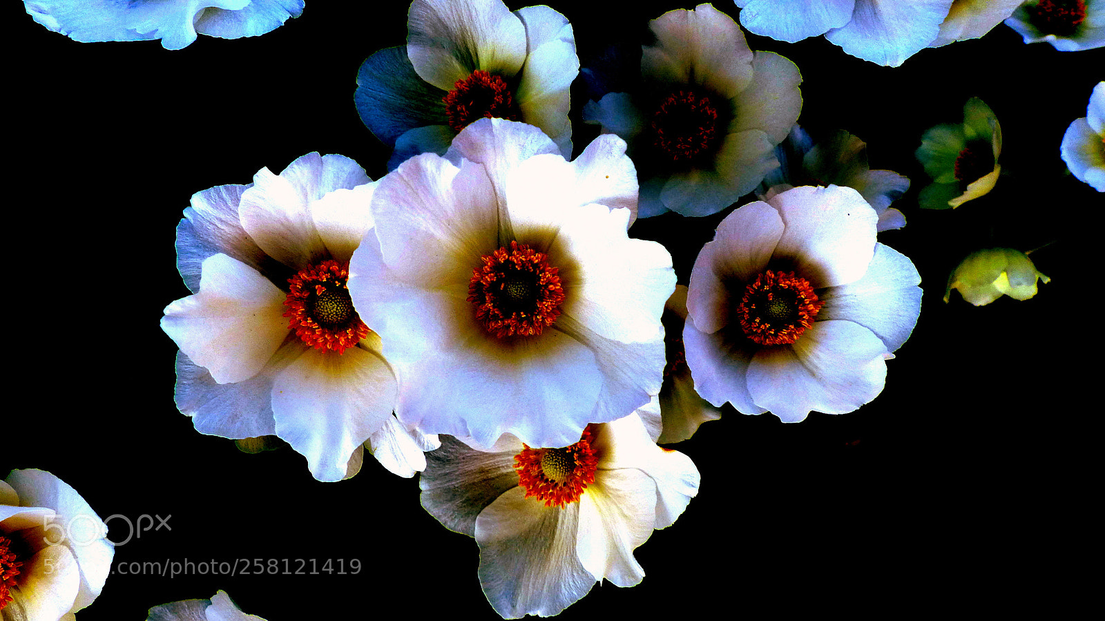 Panasonic Lumix DMC-FZ200 sample photo. Anemones. photography