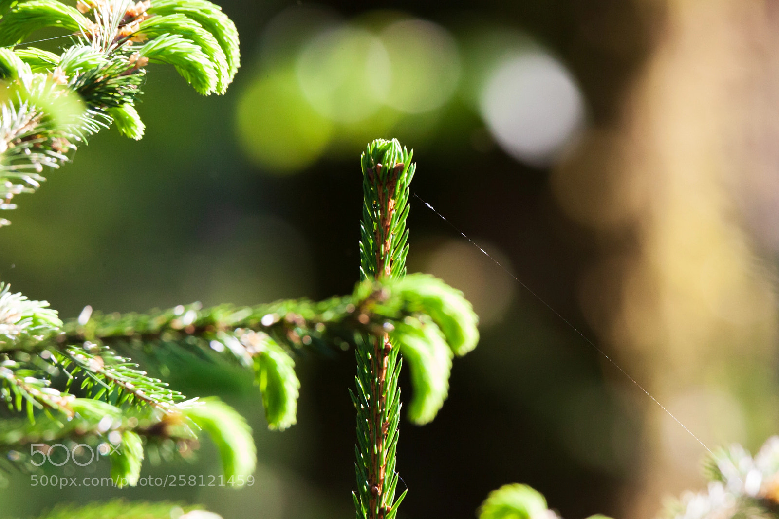 Canon EOS 5D Mark II sample photo. Spring impressions photography