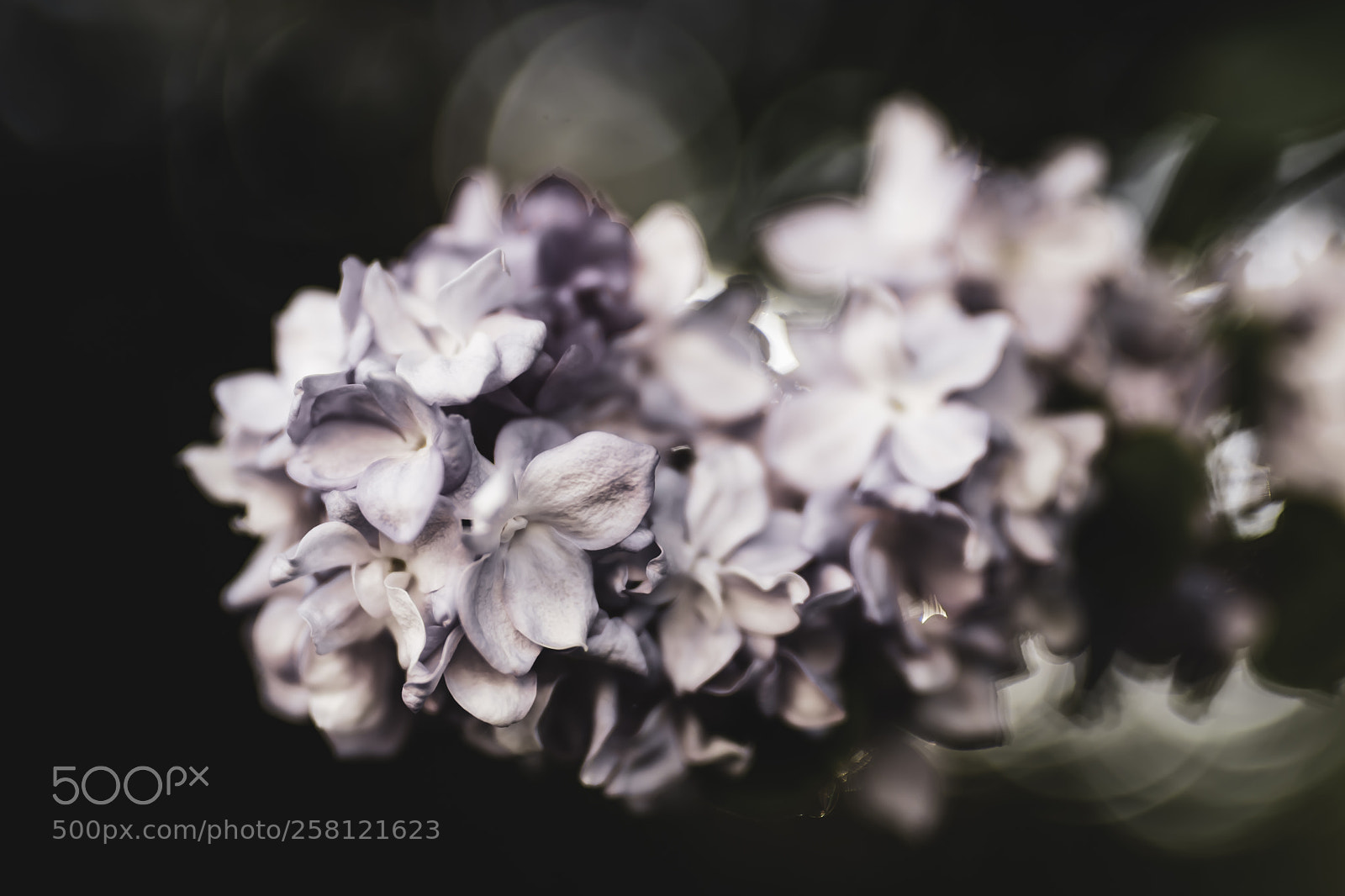 Nikon D7200 sample photo. Lilac blossom in uk photography