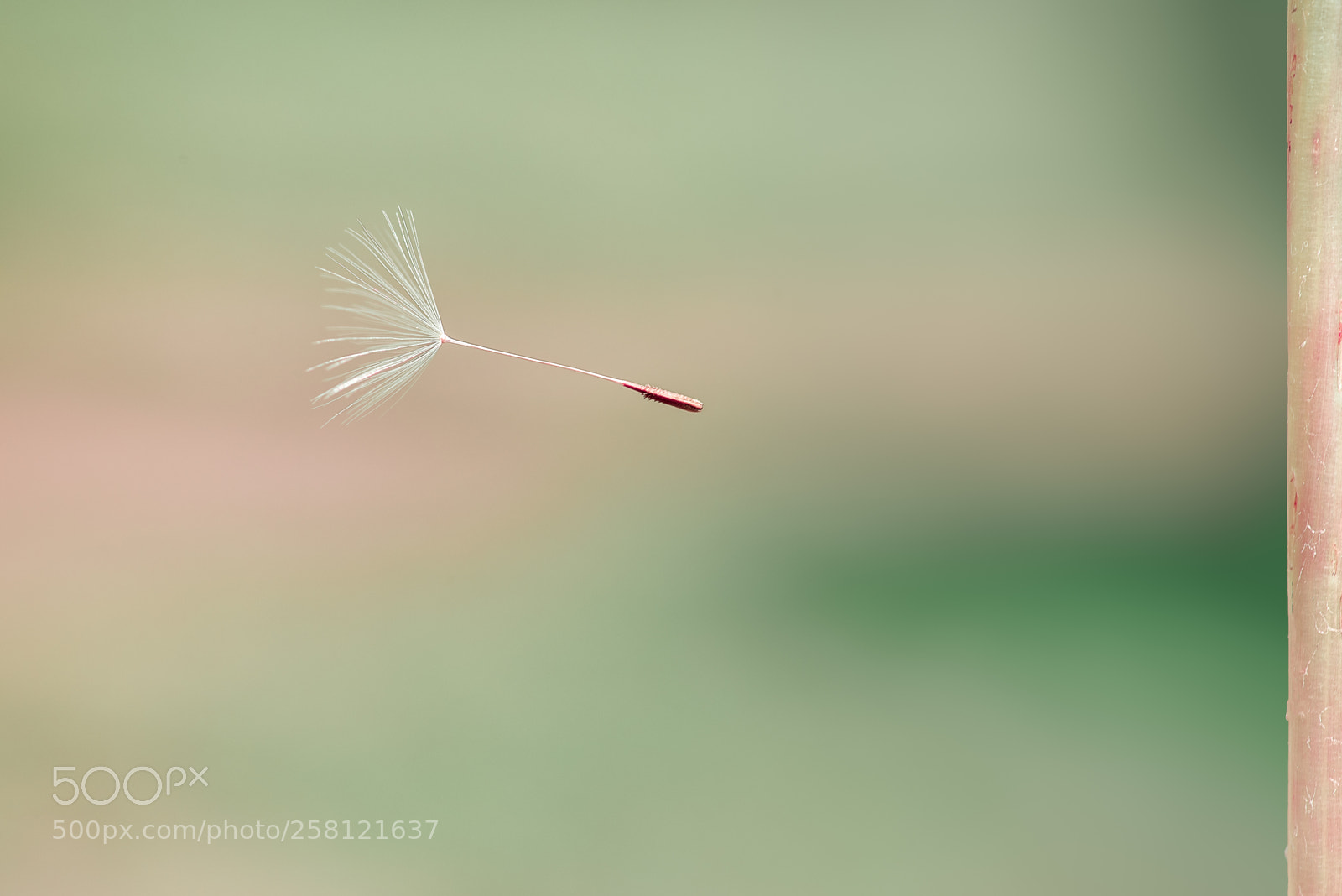 Nikon D750 sample photo. Dandelion photography