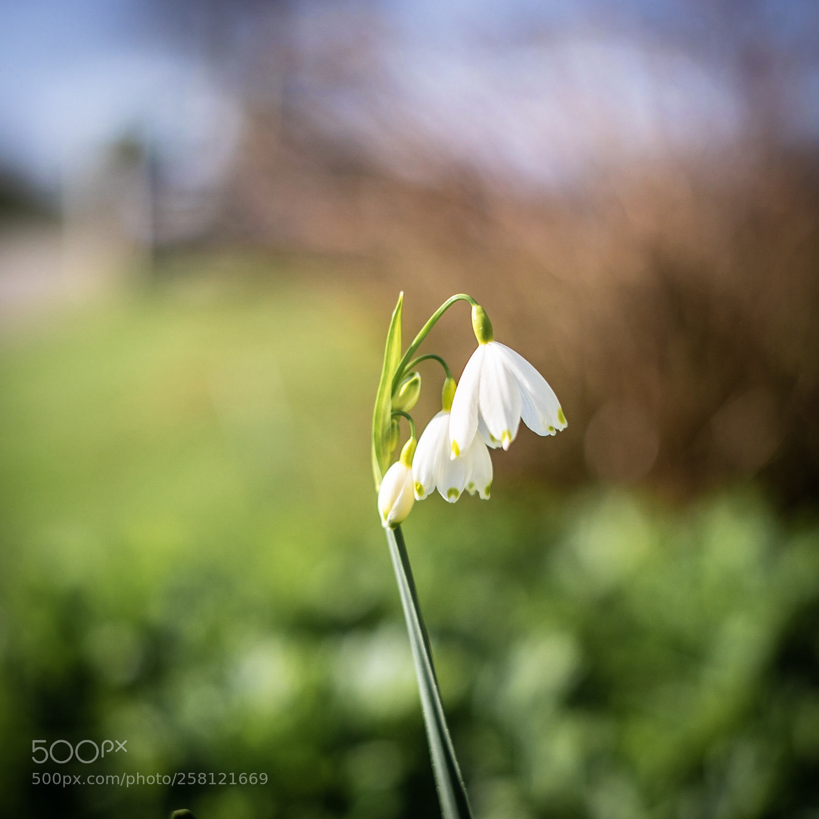 Sony a7R sample photo. Art of nature  photography