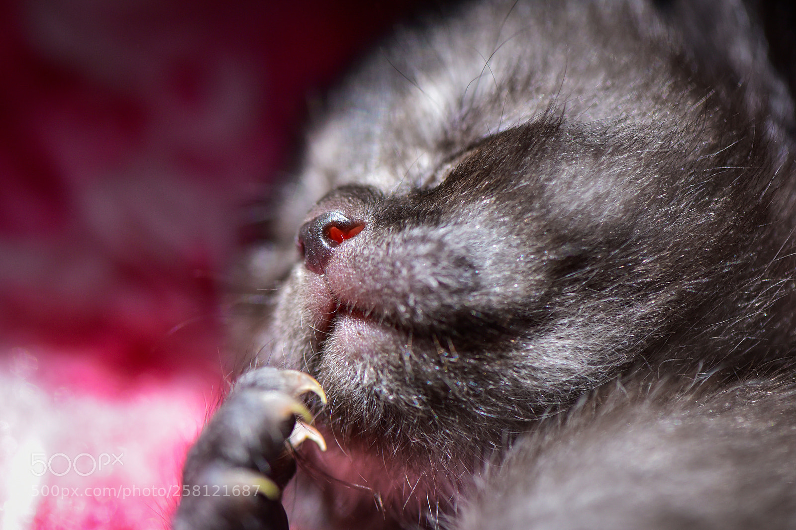 Nikon D750 sample photo. Heart spout photography