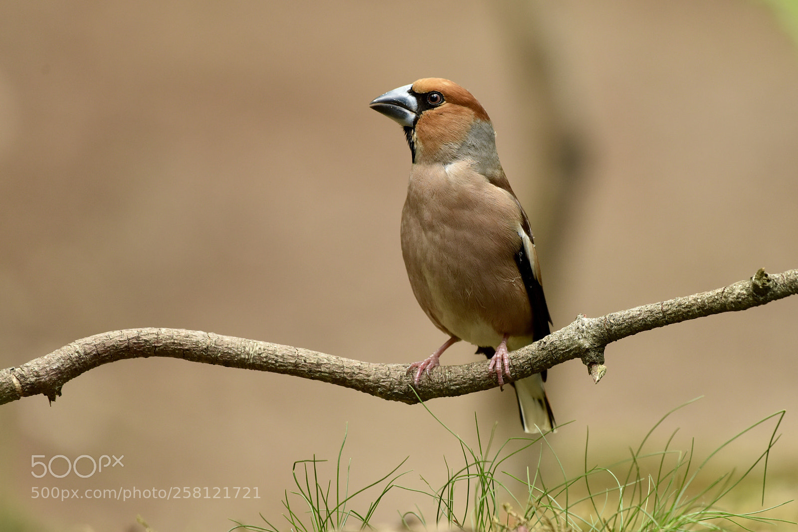 Nikon D810 sample photo. Hawfinch photography