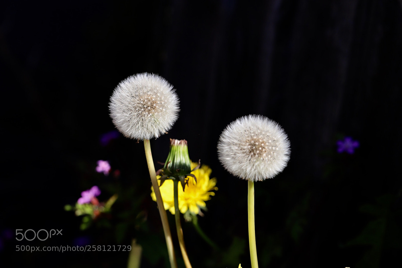 Canon EOS 6D Mark II sample photo. Dandelion photography