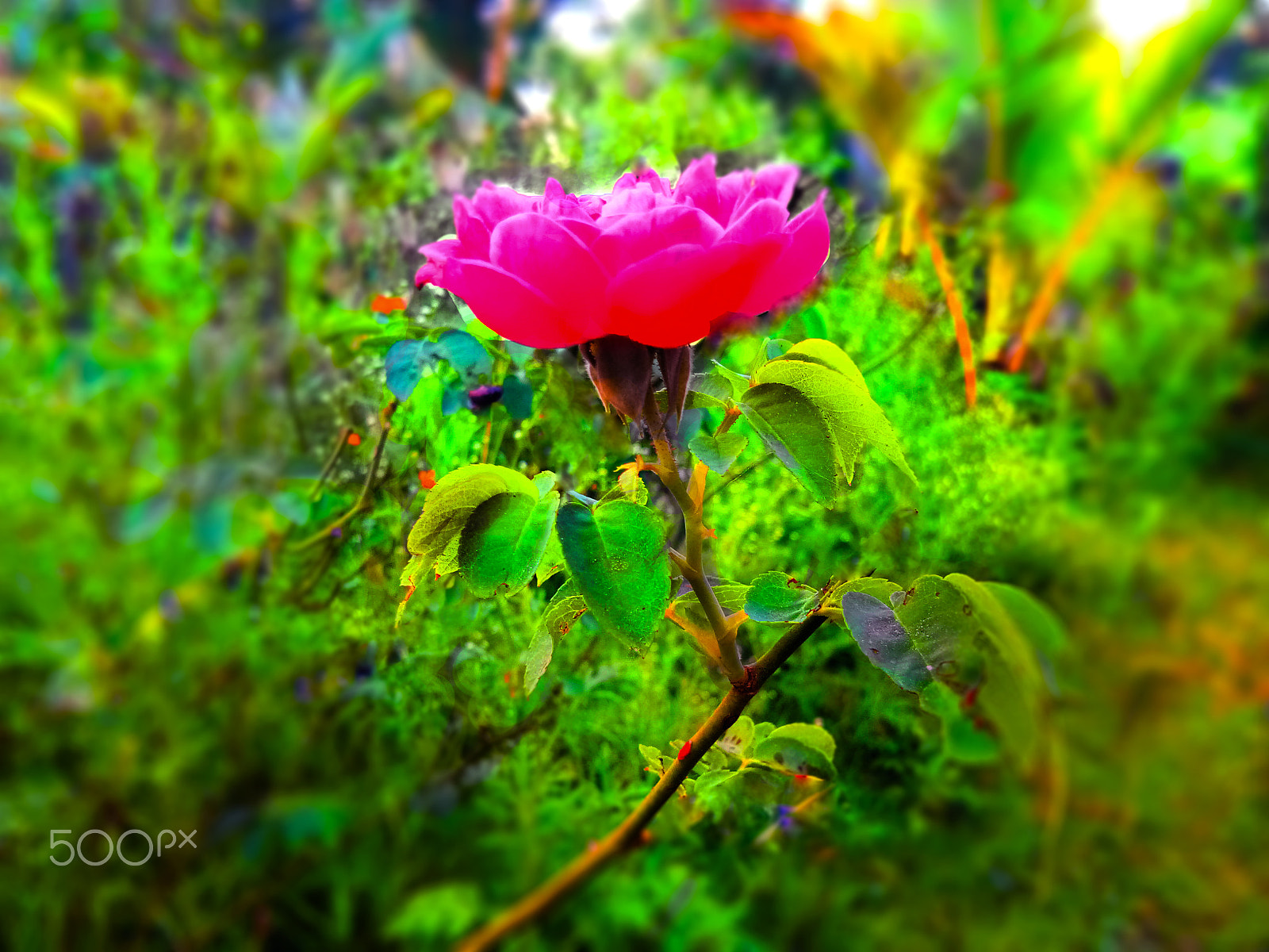 vivo 1601 sample photo. Rose wallpaper photography