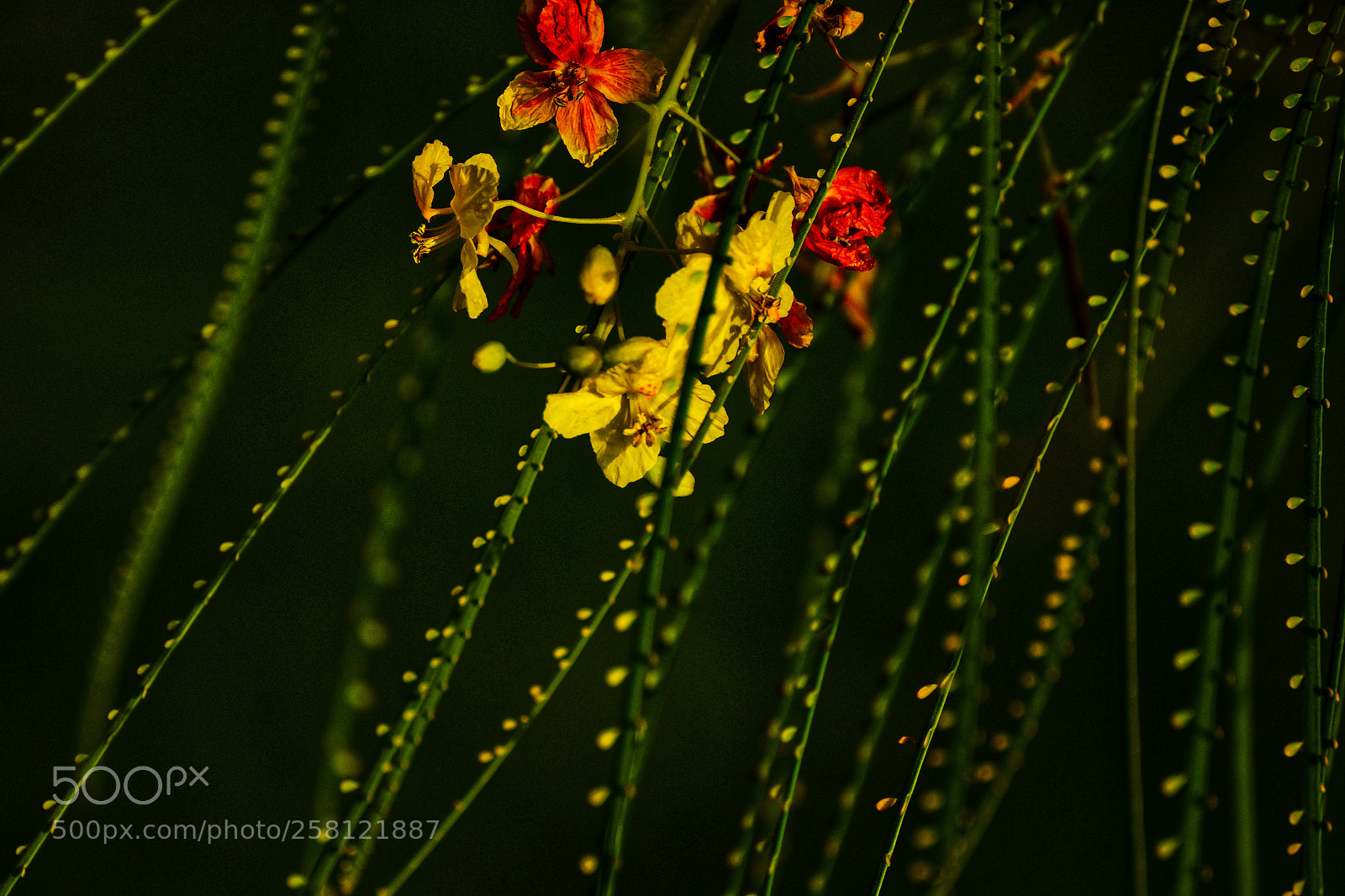 Sony SLT-A77 sample photo. Little wonders photography