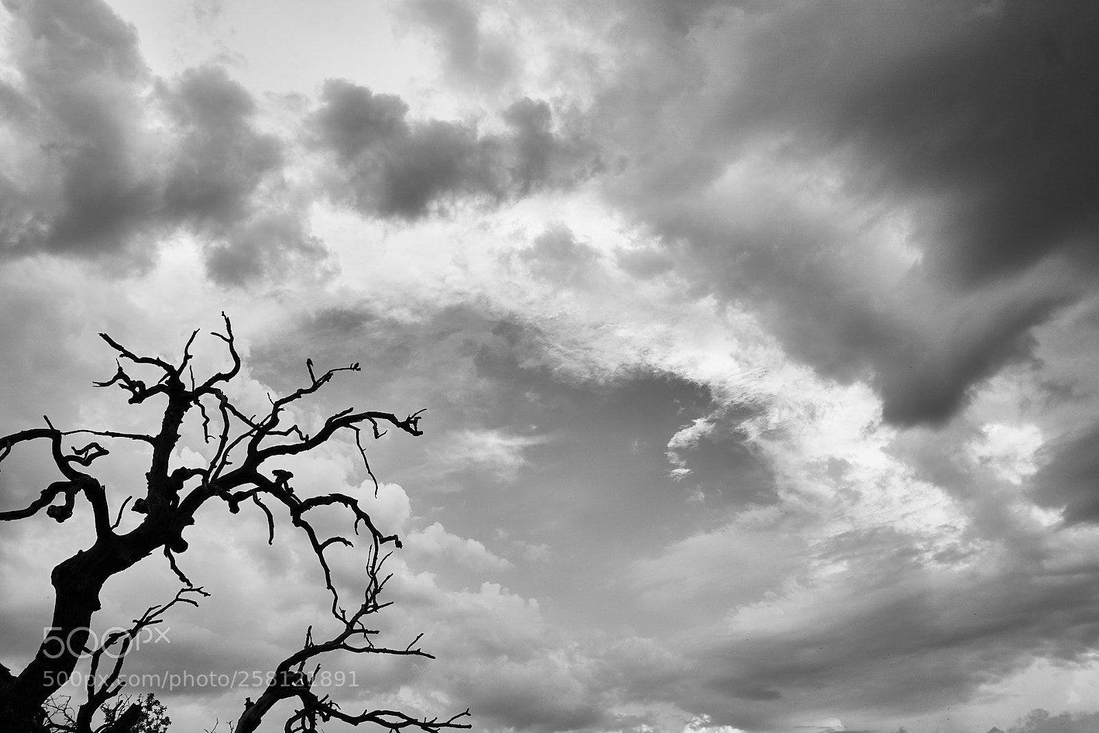 Sony a6000 sample photo. The old tree photography