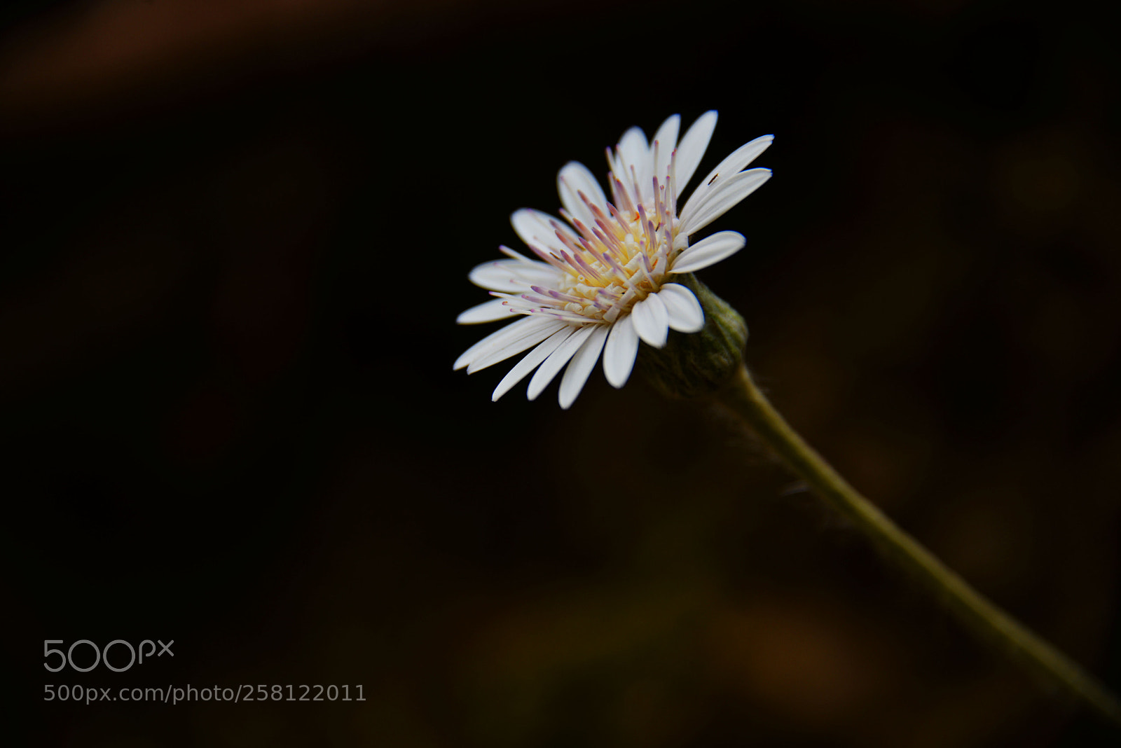Nikon D610 sample photo. Wild photography