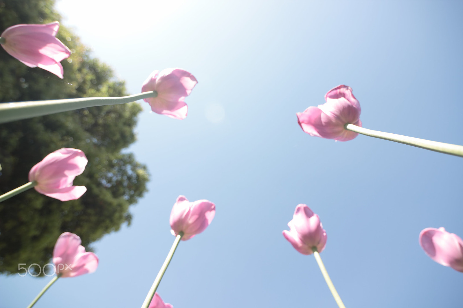 Canon EOS 600D (Rebel EOS T3i / EOS Kiss X5) sample photo. Spring has come photography