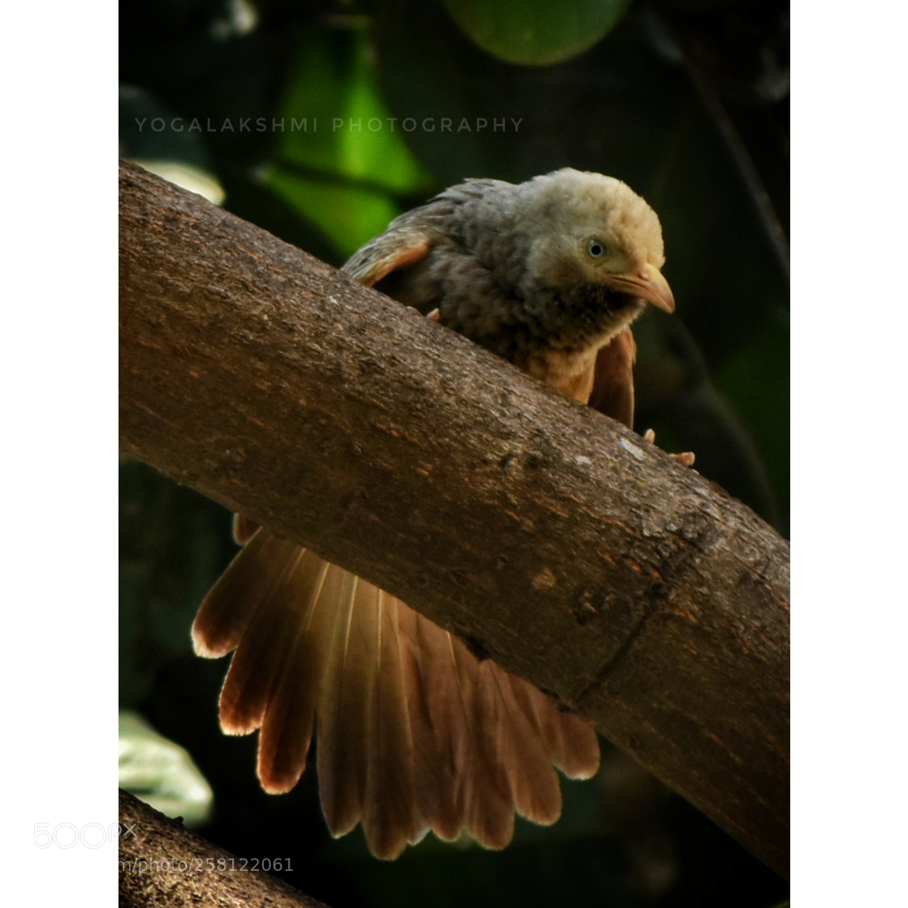 Nikon D3400 sample photo. Bird photography