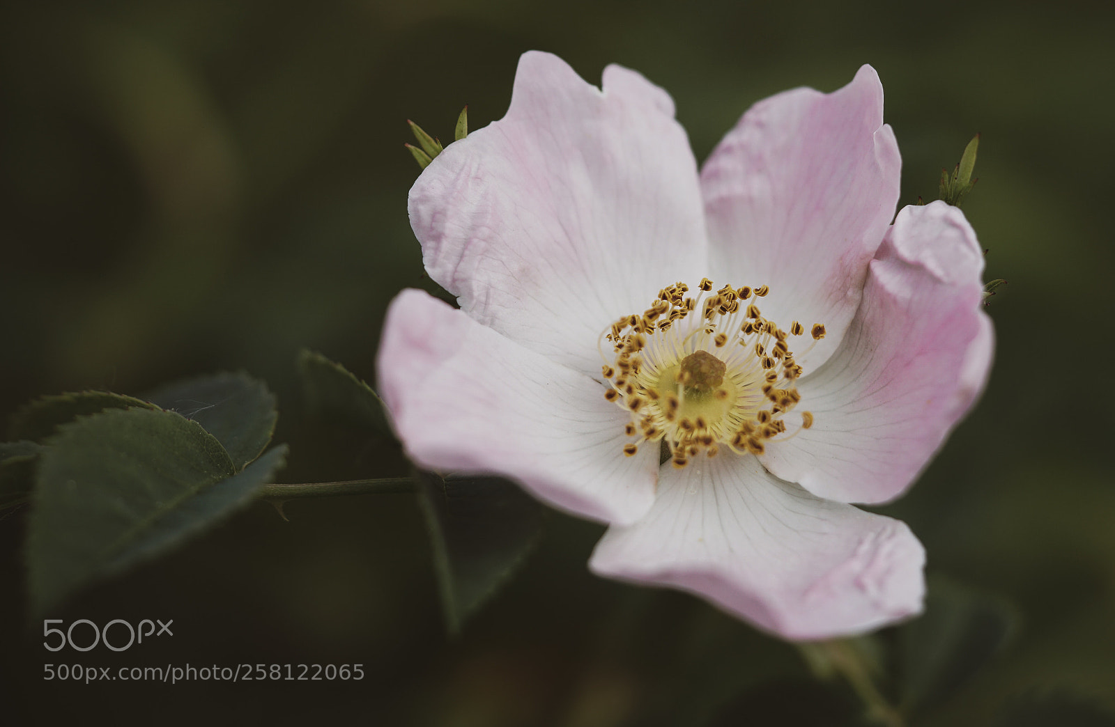 Sony a6500 sample photo. Wild rose photography