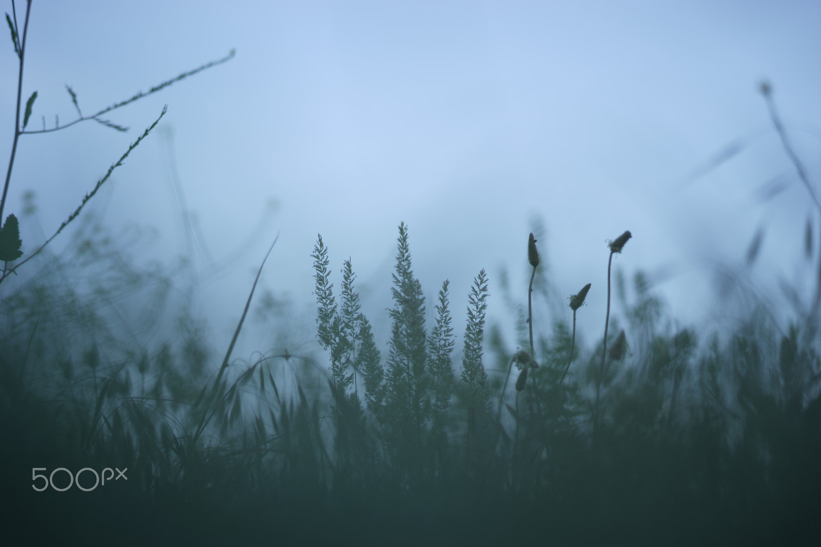 Sony a7 II + Sony 85mm F2.8 SAM sample photo. Утро photography
