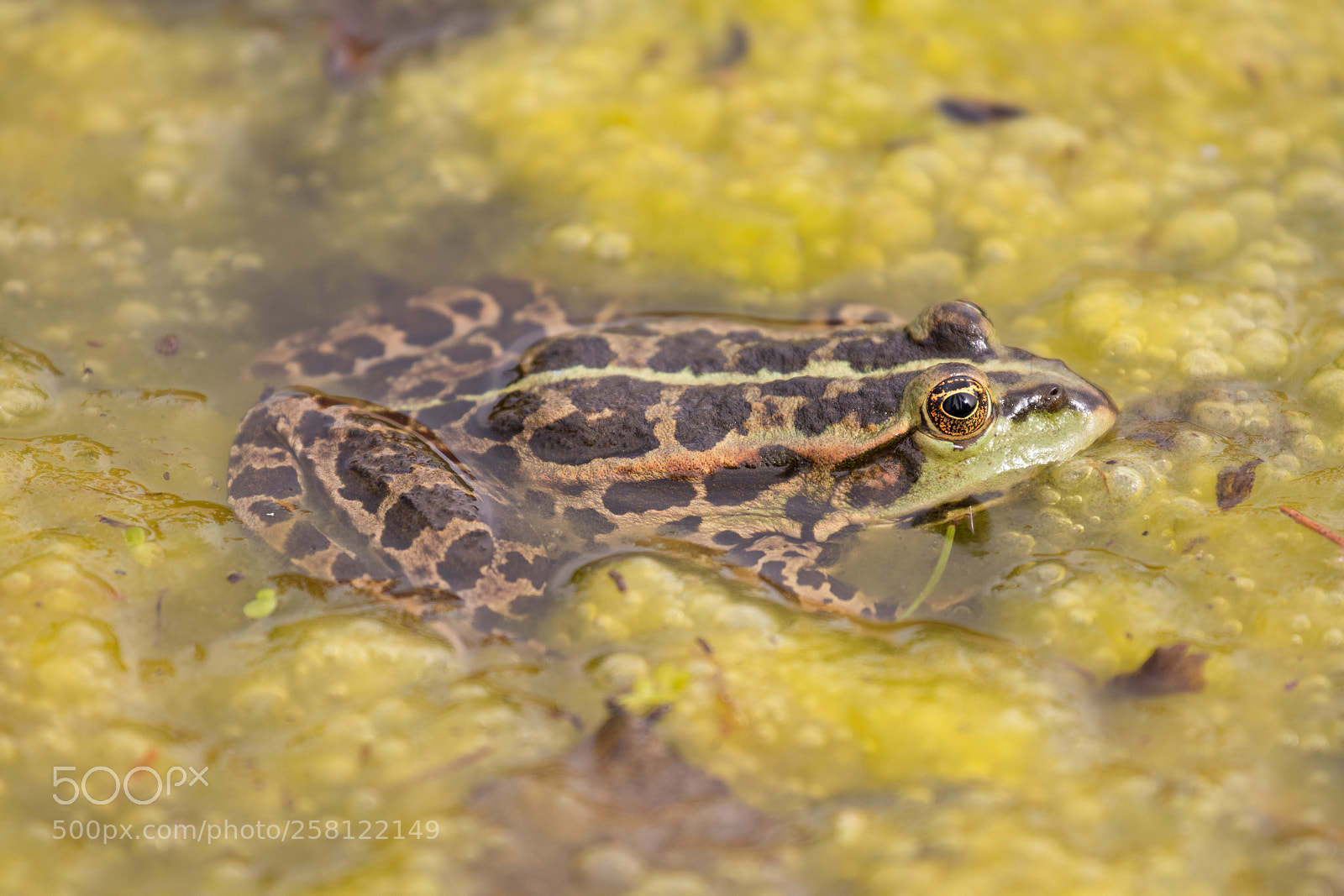 Canon EOS 80D sample photo. European frog photography