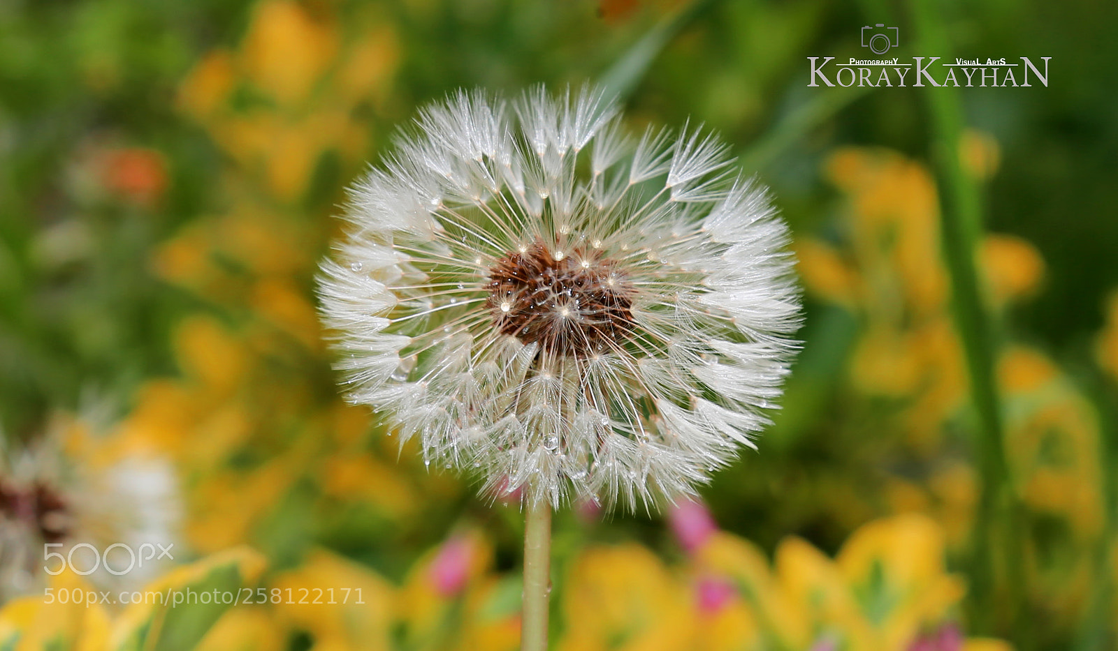 Canon EOS 6D sample photo. Karahindiba (taraxacum officinale) photography