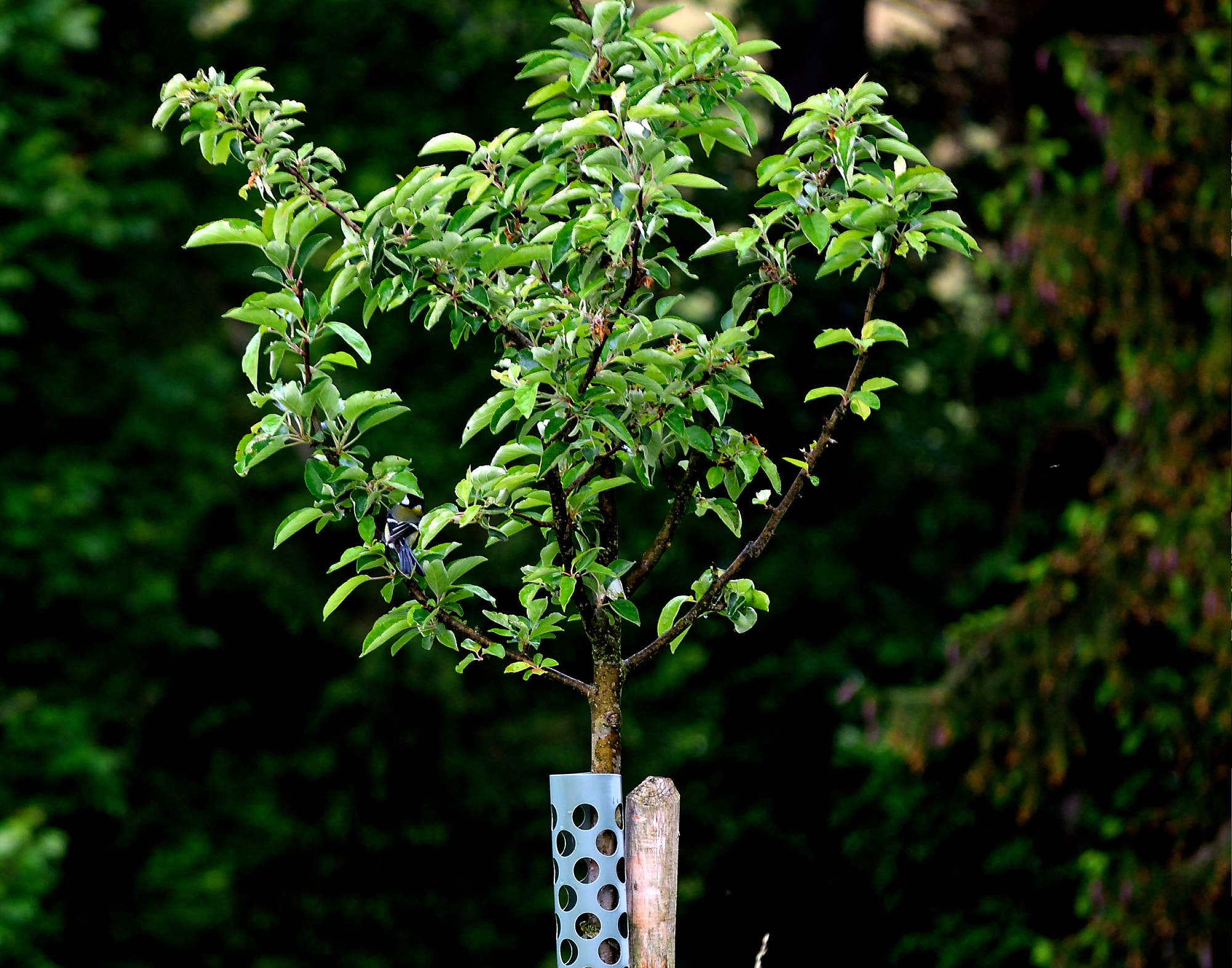 Nikon D3300 sample photo. Dsc photography
