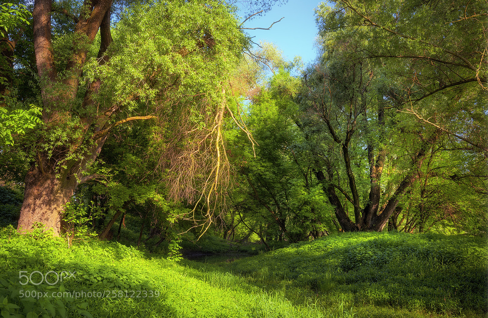 Nikon D5500 sample photo. Spring colors photography