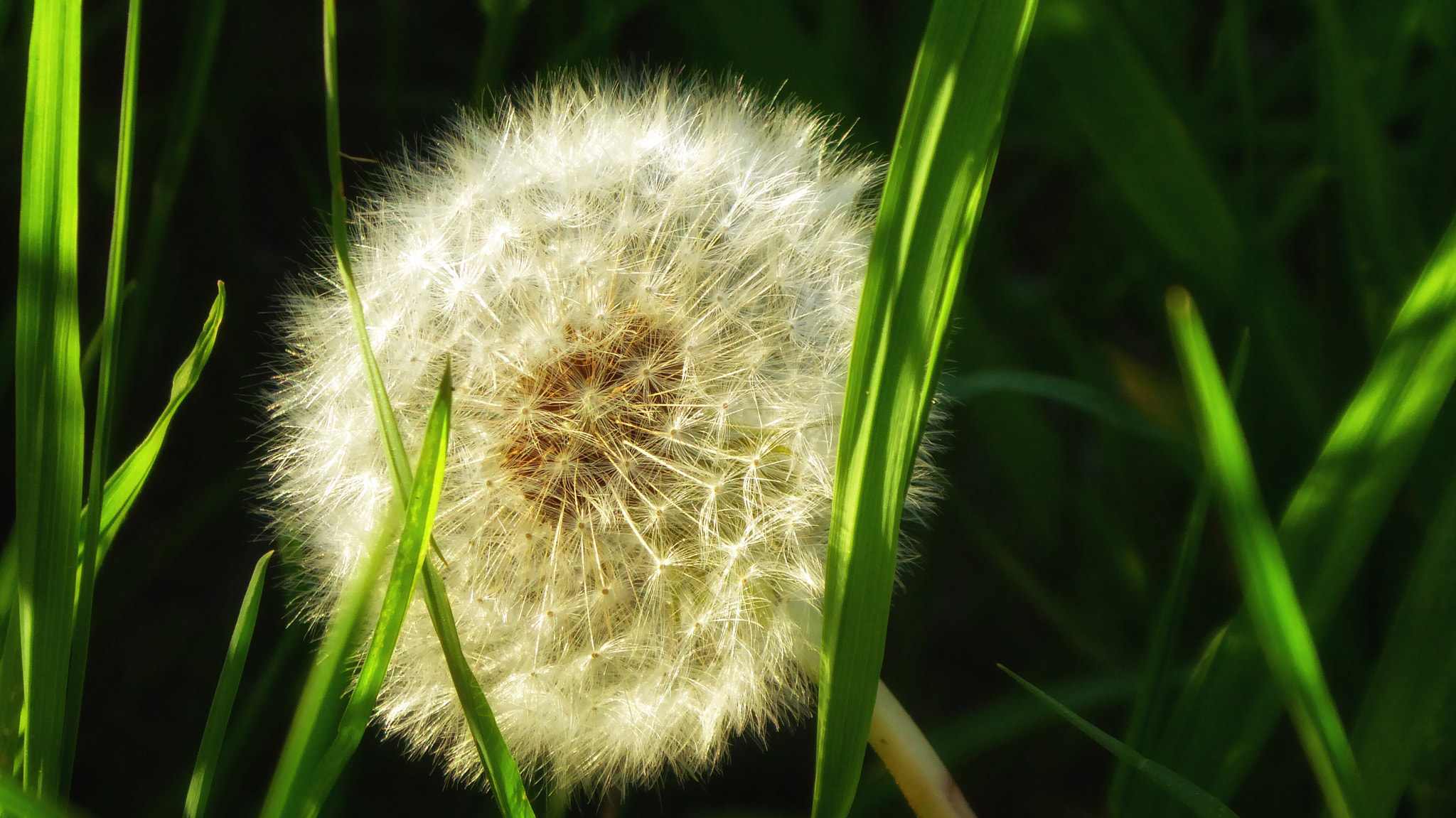 Panasonic DMC-TZ71 sample photo. Pusteblume auf der wiese photography