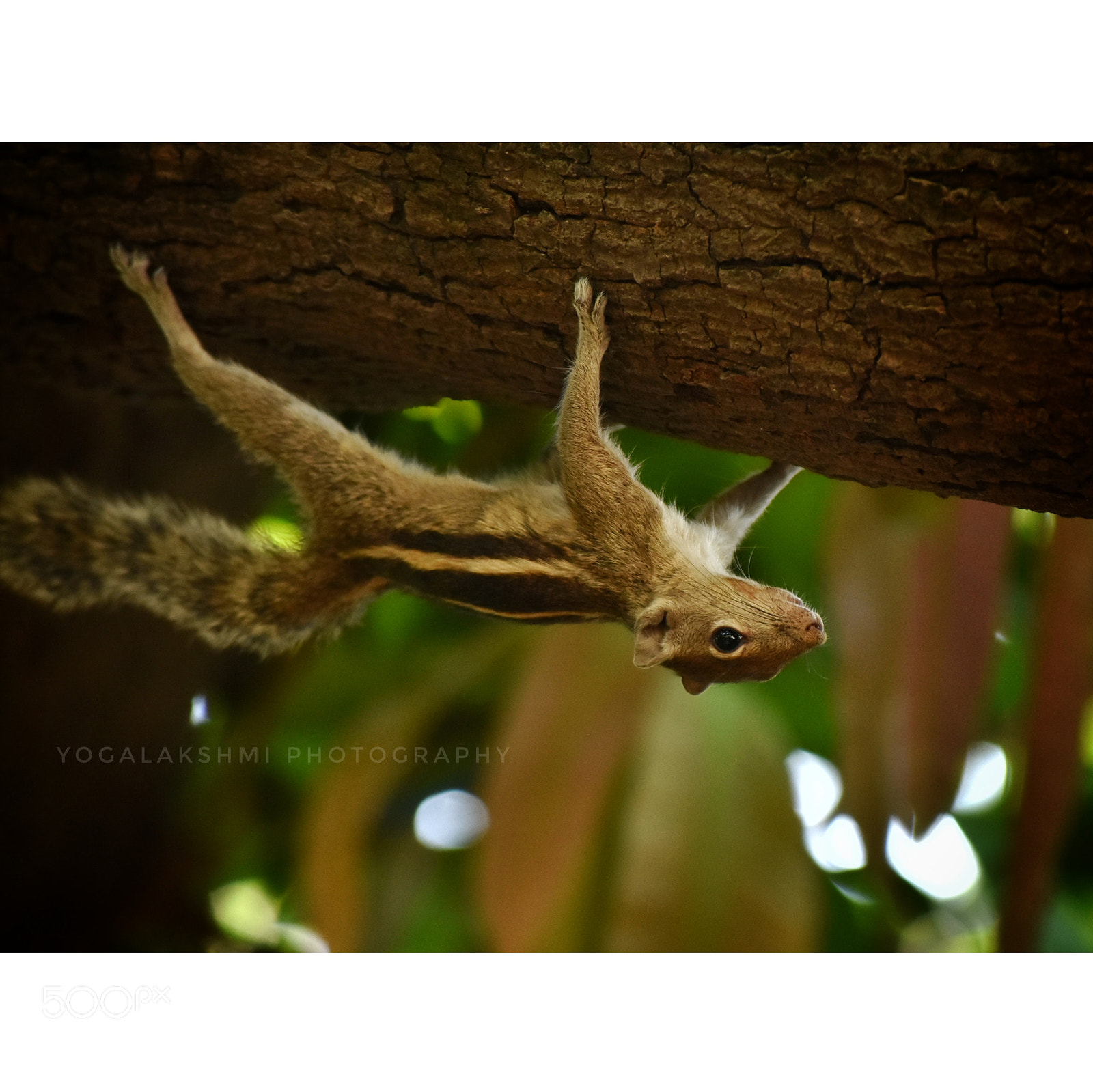 Nikon D3400 sample photo. Squirrel photography
