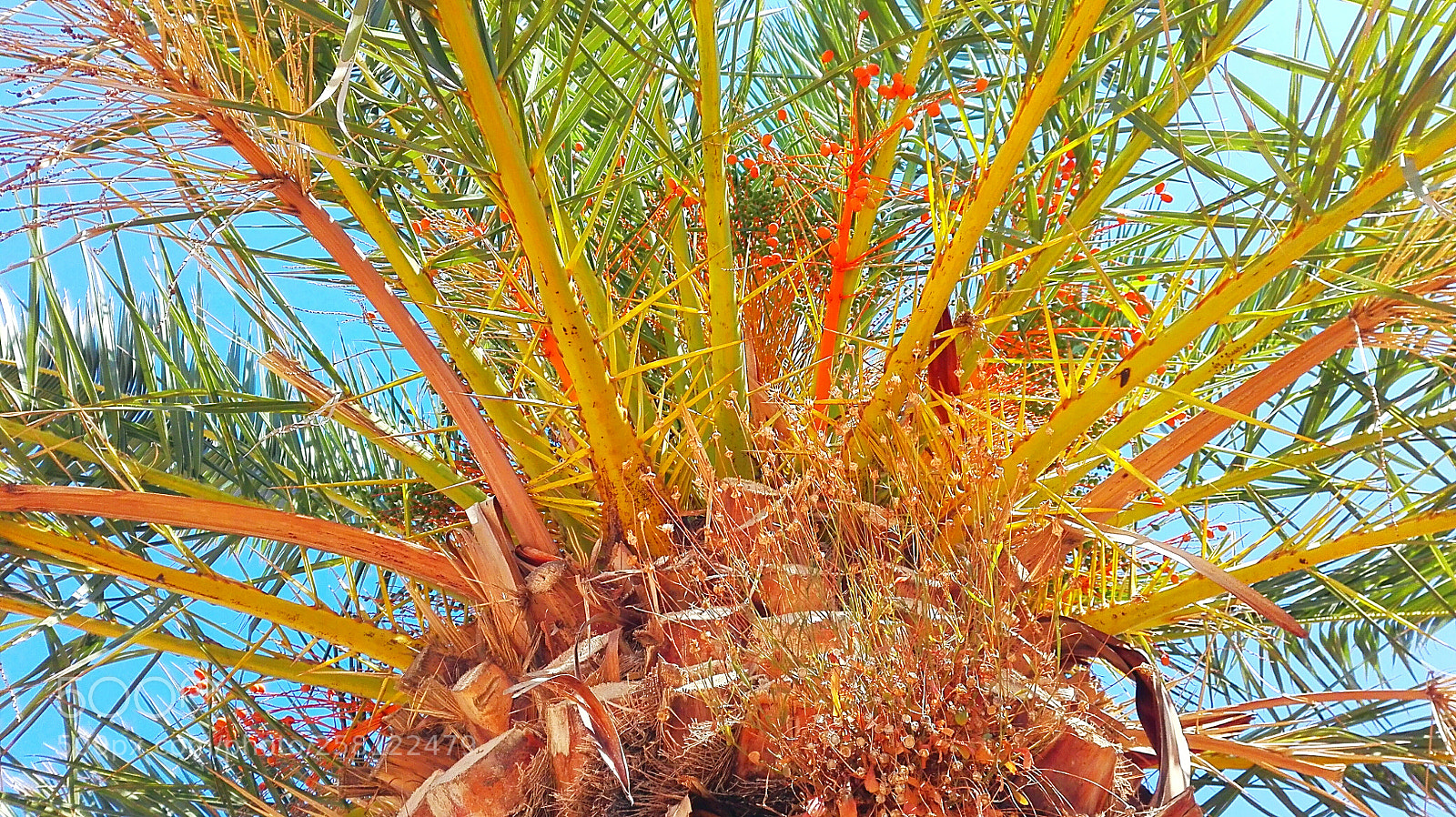 HUAWEI P8 Lite sample photo. Untitled photography