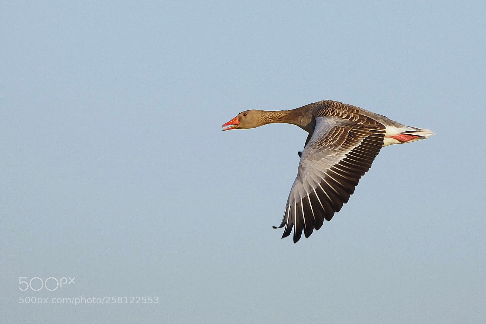 Panasonic Lumix DMC-GX8 sample photo. Geese in flight photography