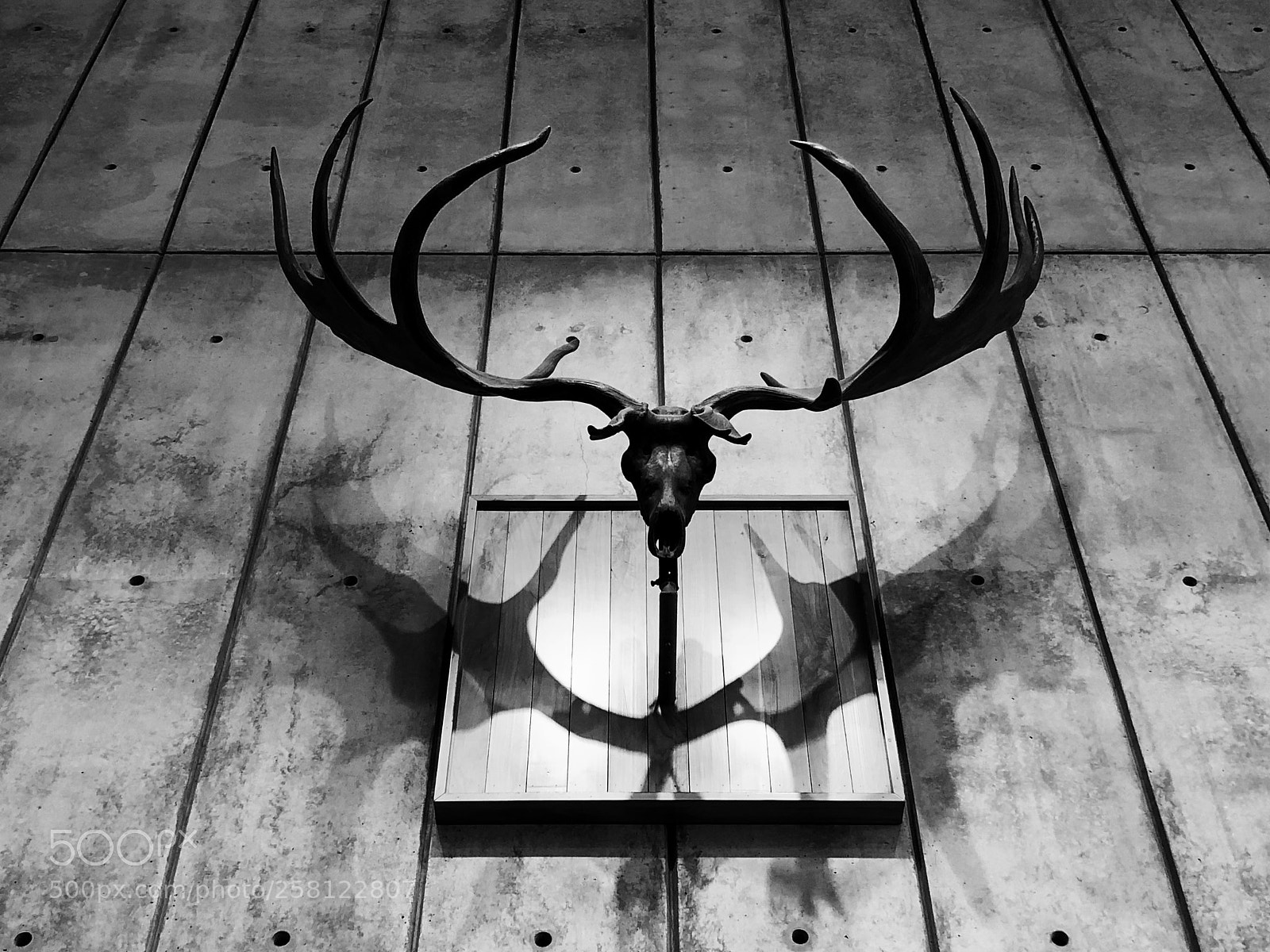 Apple iPhone X sample photo. Antlers photography