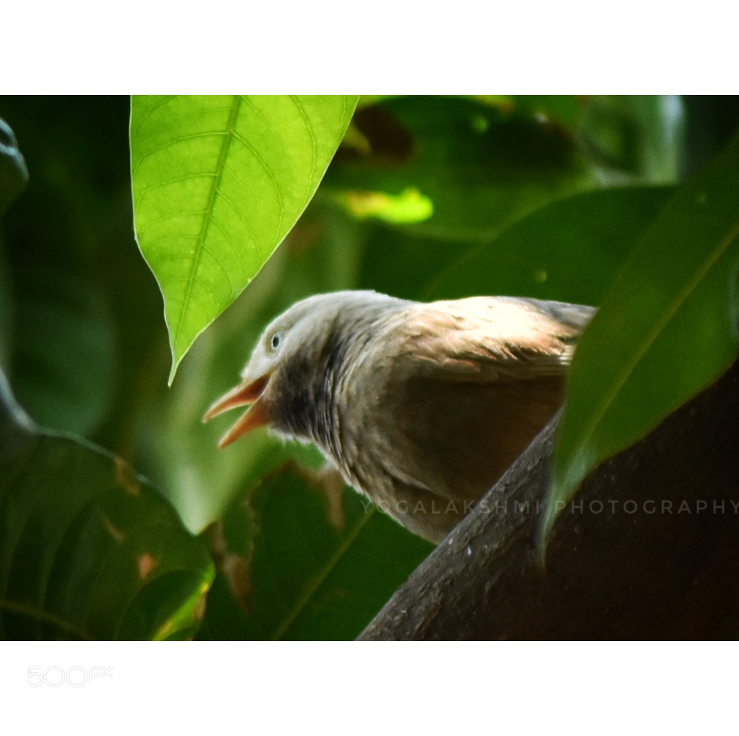 Nikon D3400 sample photo. Bird photography