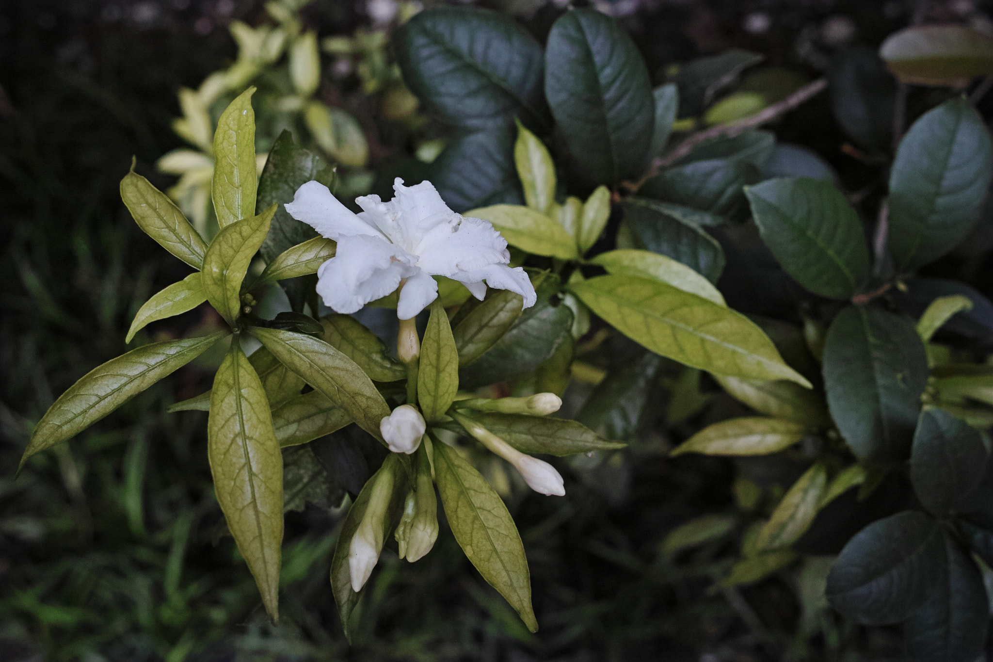 Sigma dp1 Quattro sample photo. White flower photography