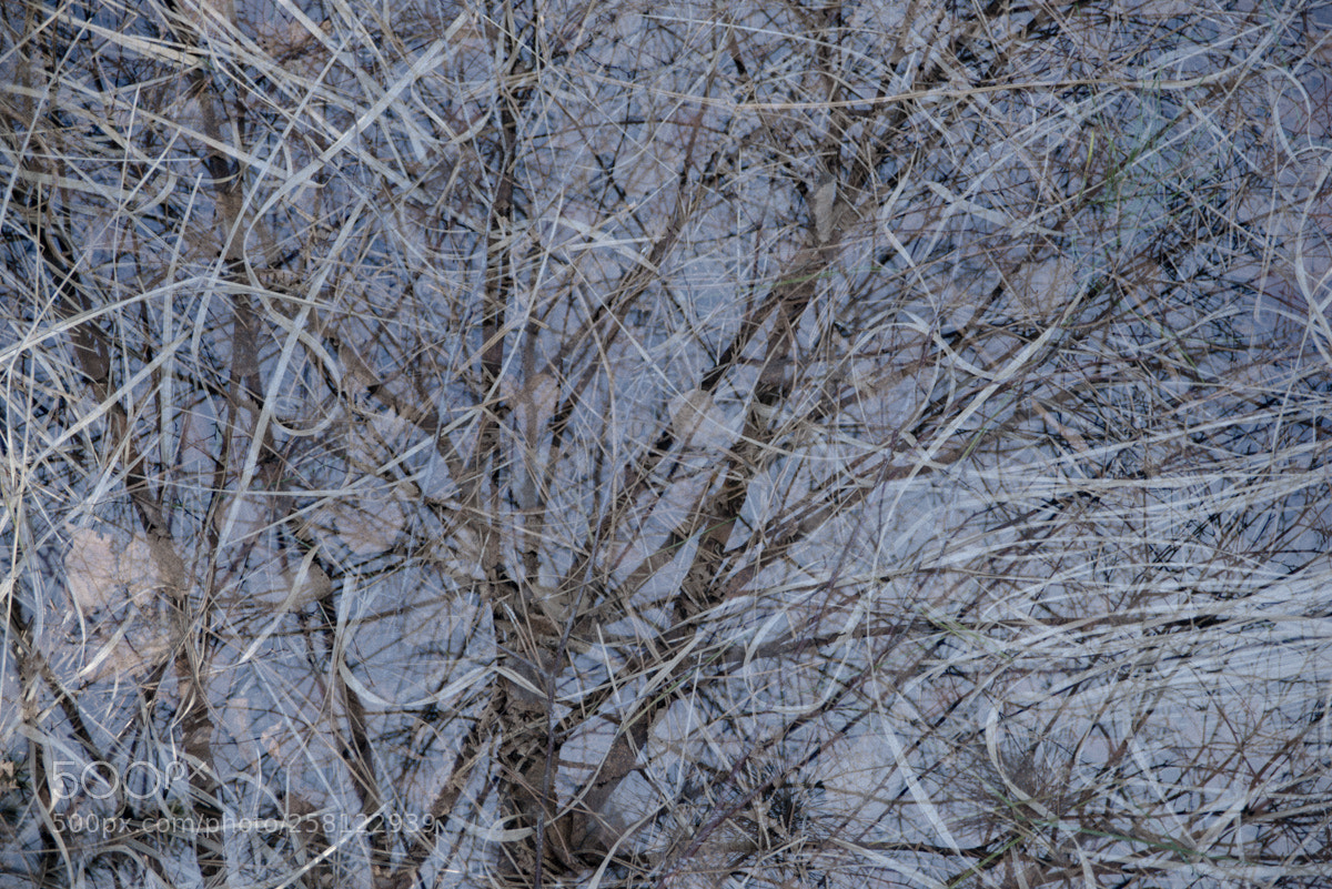 Nikon D800 sample photo. New forest photography
