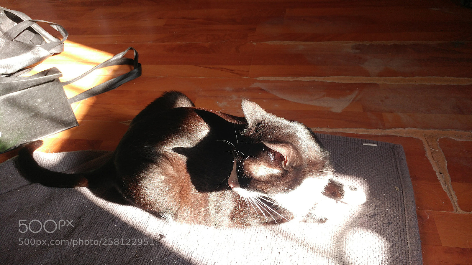 LG G5 sample photo. Sunbathing cat photography