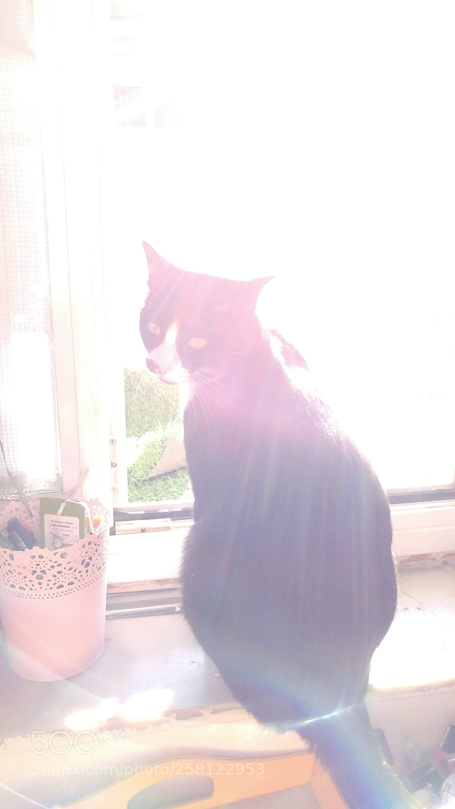 LG G5 sample photo. Morning cat photography