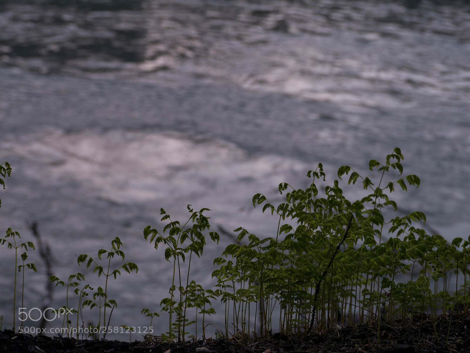 Panasonic Lumix DMC-G7 sample photo. Mini forest 2 photography