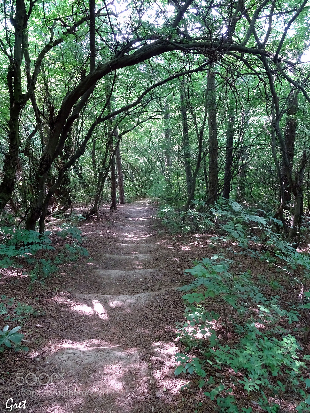 Sony DSC-HX60 sample photo. Path in the woods photography