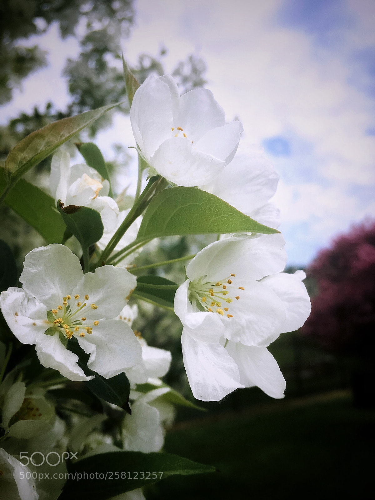 Apple iPhone 6s Plus sample photo. Untitled photography