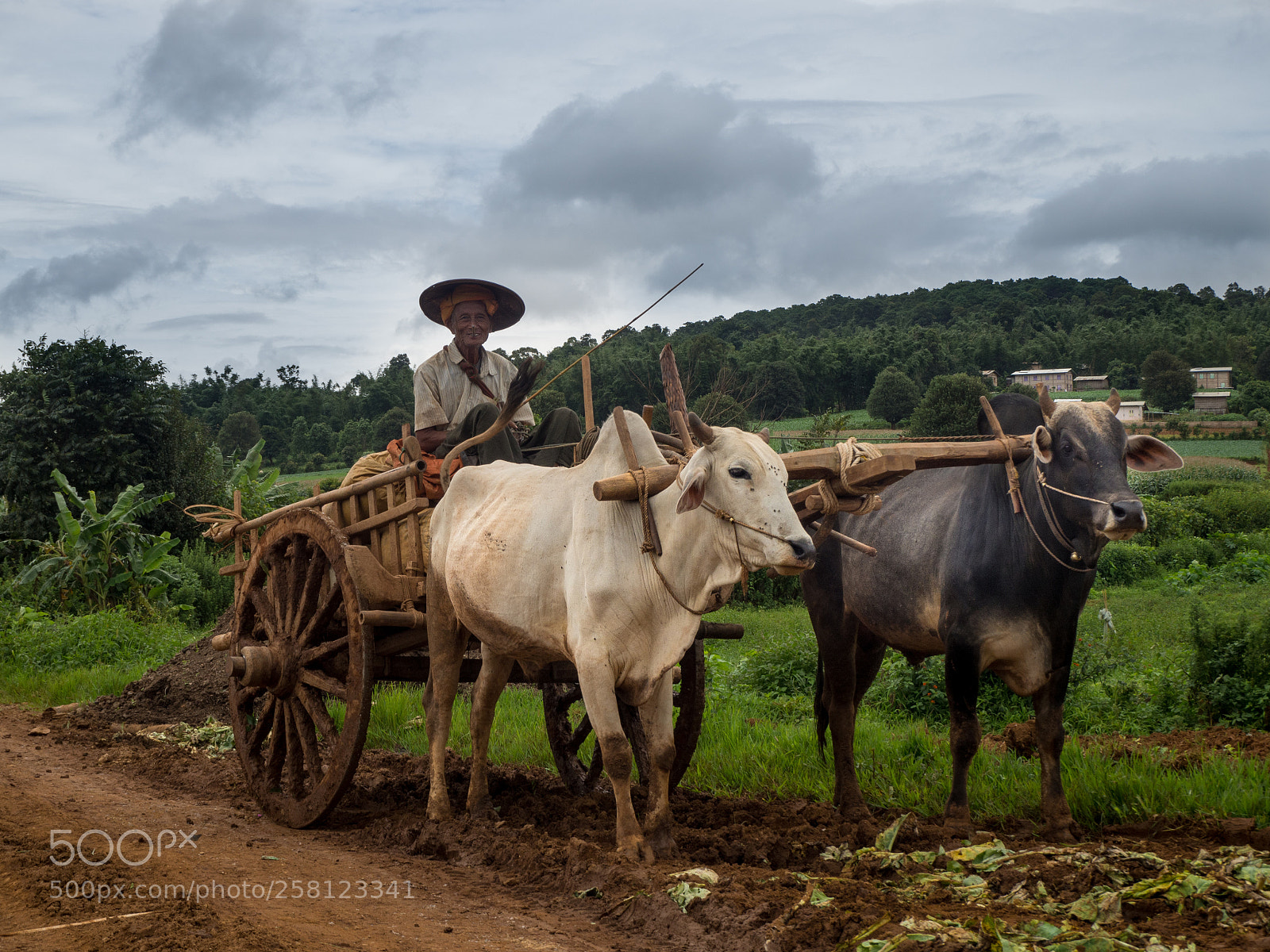 Olympus OM-D E-M10 sample photo. Myanmar farmer photography