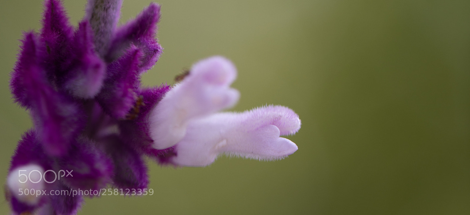 Canon EOS 5D Mark IV sample photo. Purple & white flower photography