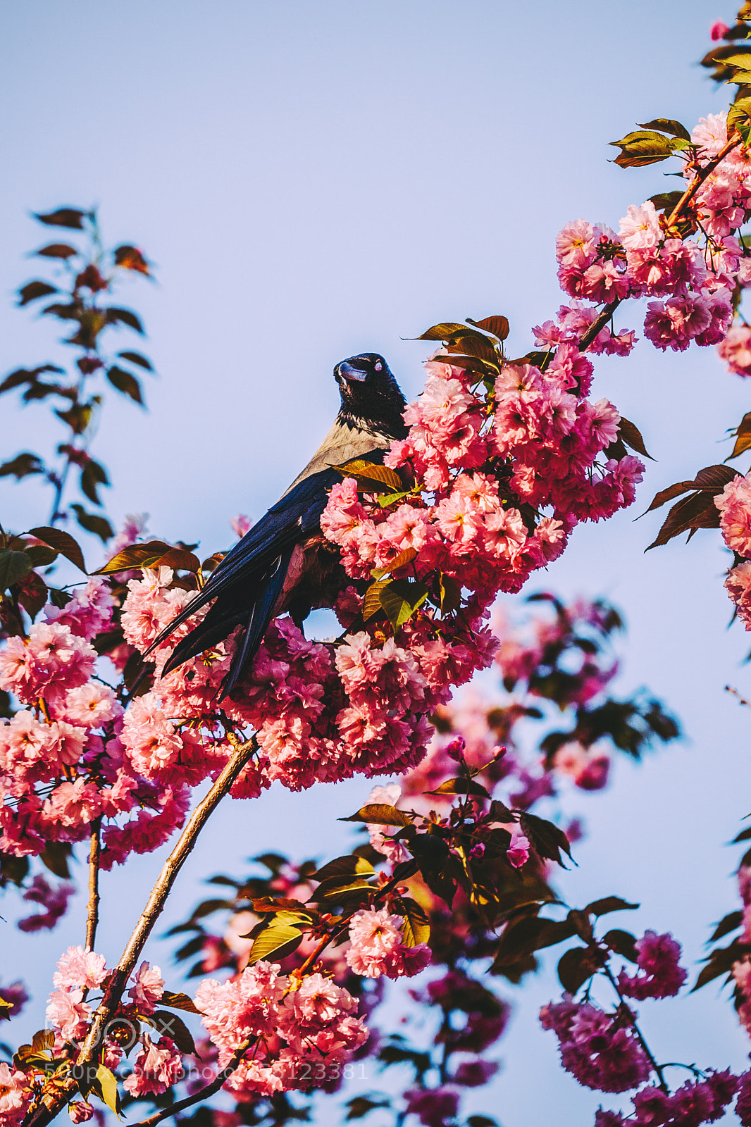 Canon EOS 6D sample photo. Raven on a tree photography