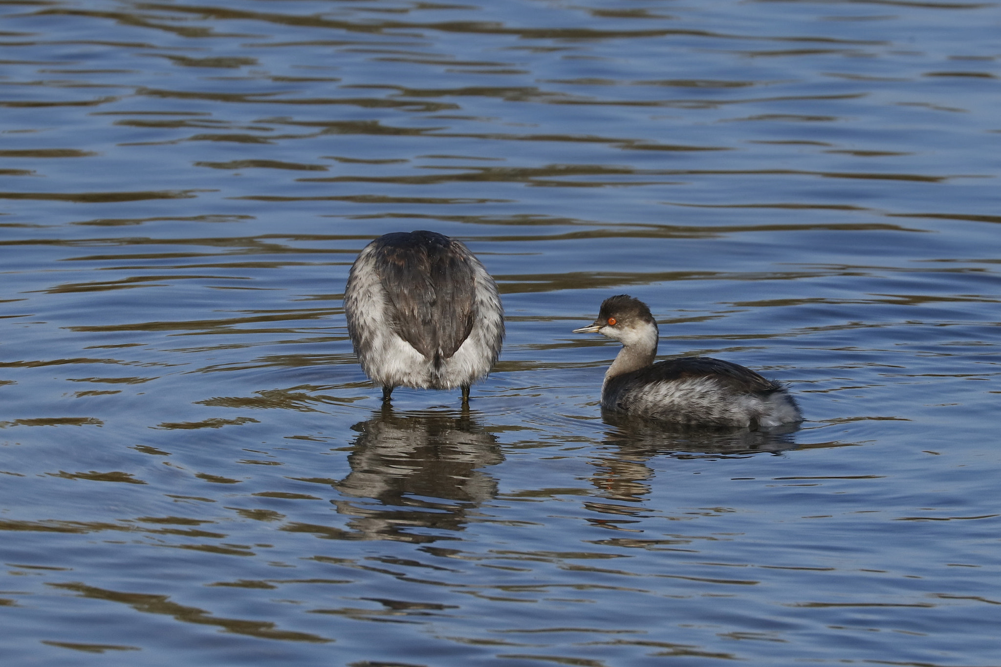 Canon EOS 80D + Canon EF 70-300mm F4-5.6L IS USM sample photo. Was guckst du ? photography