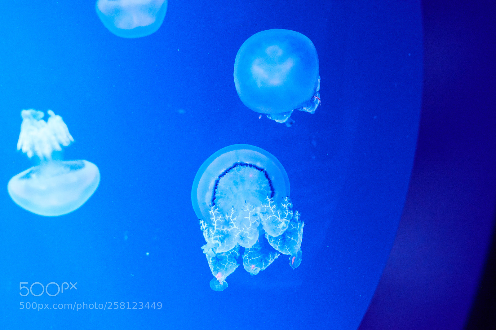 Nikon D7100 sample photo. Medusas photography