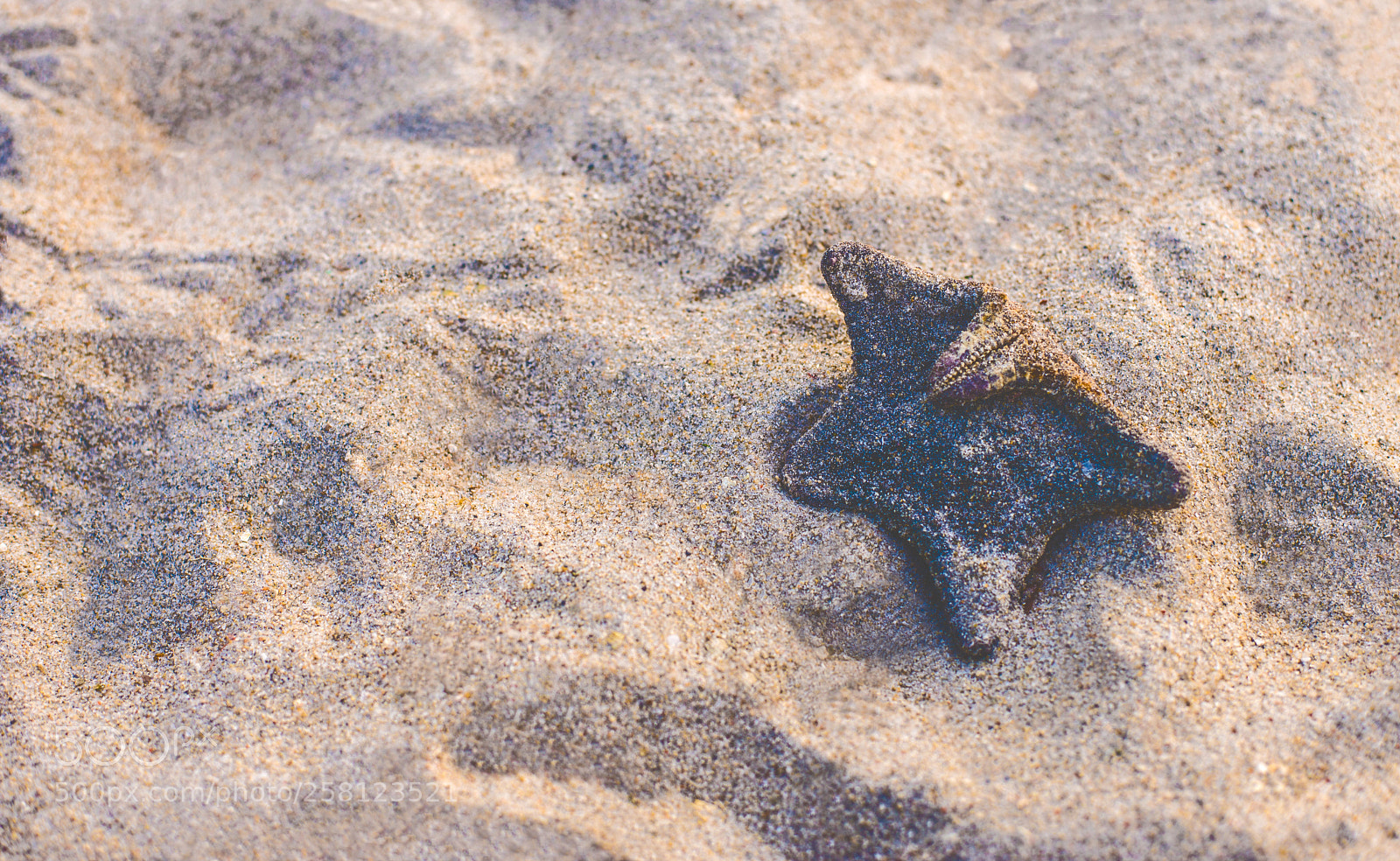 Nikon D610 sample photo. Starfish photography
